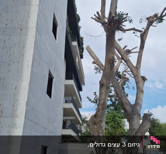 עץ גזום ליד בניין עם אדם עובד בגינה